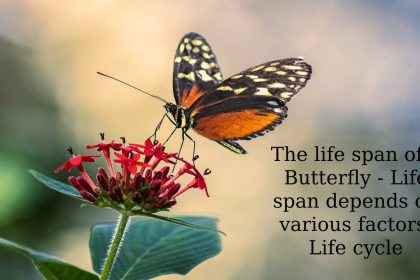 The life span of a Butterfly