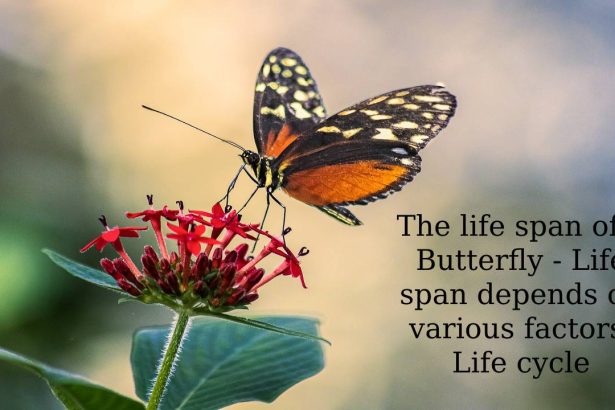 The life span of a Butterfly
