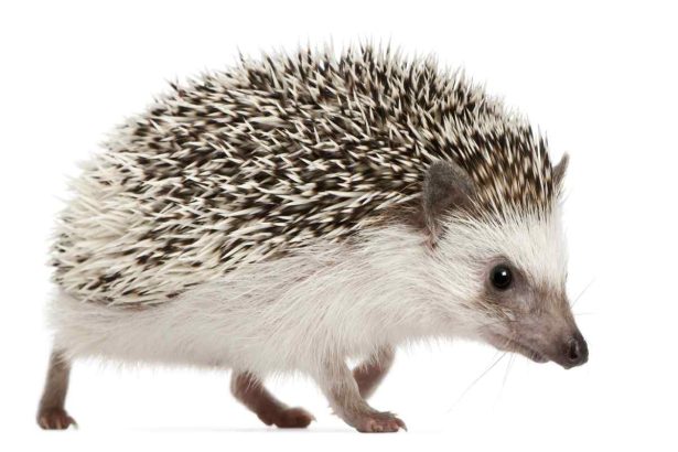 Hedgehogs