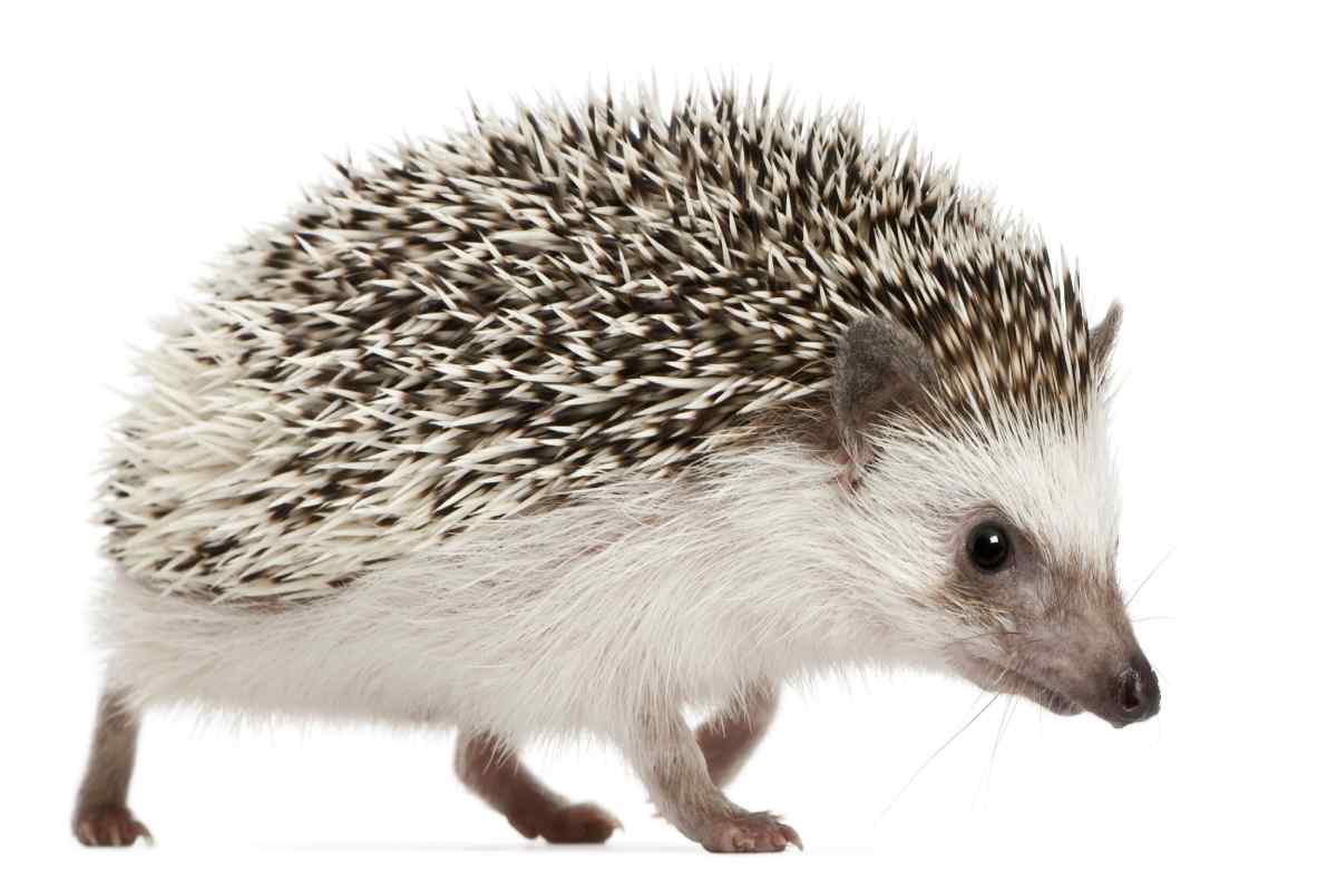 Hedgehogs